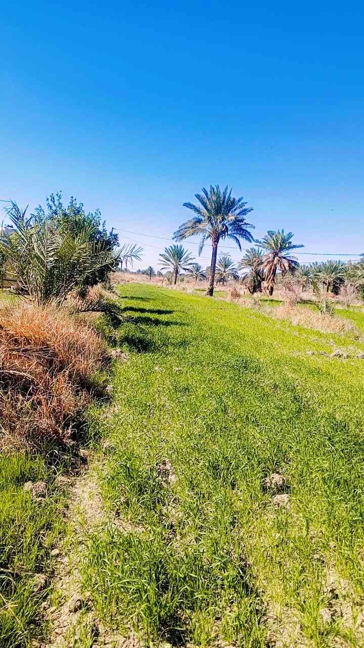 .....(اللهم صل على محمد وال محمد)............

_________(اليوم العرض نار 🔥)________

يعلن مكتب الزهراء للعقارات والمقاولات العامه لبيع وشراء الاراضي والدور السكنيه والبنايات التجاريه يعلن عن دوانم اصلاح زراعي 

المساحه الكليه/8دوانم كامله ومخدومه

جنس العقار/عقد زراعي سند 36 

الخدمات ماء للسقي وما اساله وكهرباء وطني ومولد متوفره والارض مخدومه من كافه النواحي 

الارض صالحه للزراعه ومخدومه تتوفر فيها النخيل ومزروعه جت وشعير والارض كلش حلوه وموقع ممتاز كلش راقي 

يتوفر فيها بيوت عدد اثنين كاملات وصالحات للسكن كل بيت يحتوي على غرفتين نوم واستقبال وصاله ومطبخ ومجموعه الصحيات خارجيه وداخليه وحدائق خارجيه وداخليه ومناور

الموقع/الحصن/ قرب مدرسه حاتم الطائي

السعر / يرجى مراجعه المكتب 

للاستفسار اكثر يرجى مراجعه المكتب مكان المكتب بابل المسيب مفرق معمل الاسمنت 
او الاتصال على ارقام 
***********
@إشارة #للجميع
