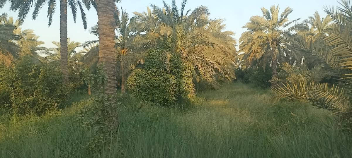 سلام عليكم يتوفر دونمين ونص العنوان المدائن الجعاره شارع سيد علي
تفاصيل الاتصال وبيك خير ودلل بدارة أبو فهد العيساوي 
***********

