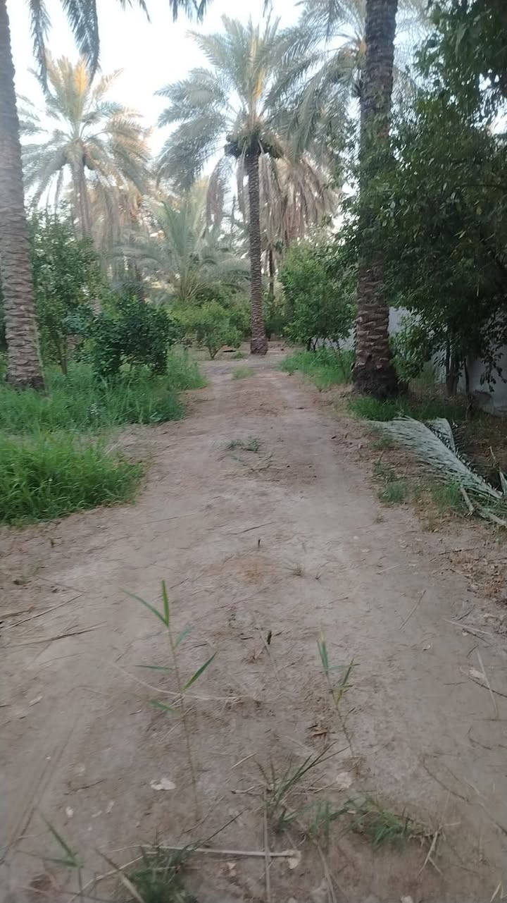 السلام عليكم ارض مساحة نص دونم للبيع ترهم سكن وترهم متنزه ترفيهي عائلي ملك سند ٢٥ بغداد الراشدية قريب على جامع الرقيب شارع تبليط استفسار أكثر على الرقم *********** بي واتس السعر ١٨٠ وبي مجال
