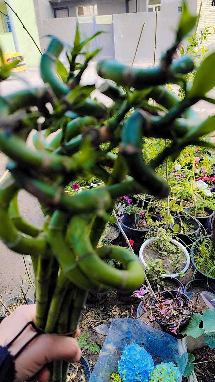 وصول وجبة جديدة من نباتات الضل واشجار اكاسيا مصرية ونبك مطعم ياس كلشي موجود


**إذا كنت صاحب هذا الإعلان وتريد حذفه لأي سبب، رجاءا أرسل رسالة إلى الدعم الفني**