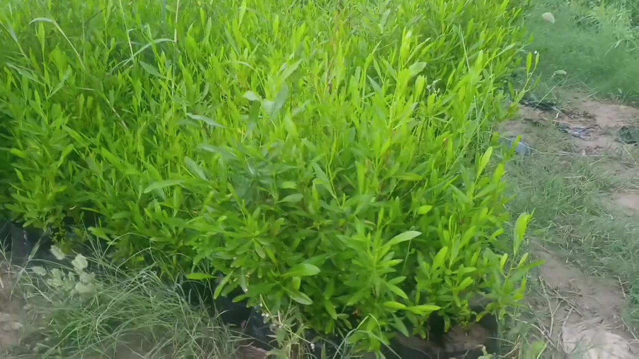 ددونيا للحداق والديكورات الزراعية 
سعر الشتله (750)
شهربان المقدادية 
يوجد جملة ومفرد


**إذا كنت صاحب هذا الإعلان وتريد حذفه لأي سبب، رجاءا أرسل رسالة إلى الدعم الفني**