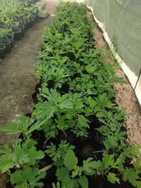 تين بني • مسلم اسود • المشتل