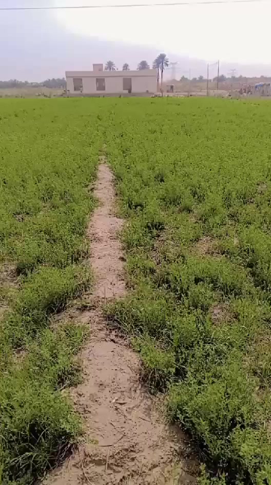 كاع تسعه دونم معه بيت كبيرر كافت الخدمات بابل جلاويه مقابيل اولاد مسلم سعر دونم 35وبيه مجال ***********
