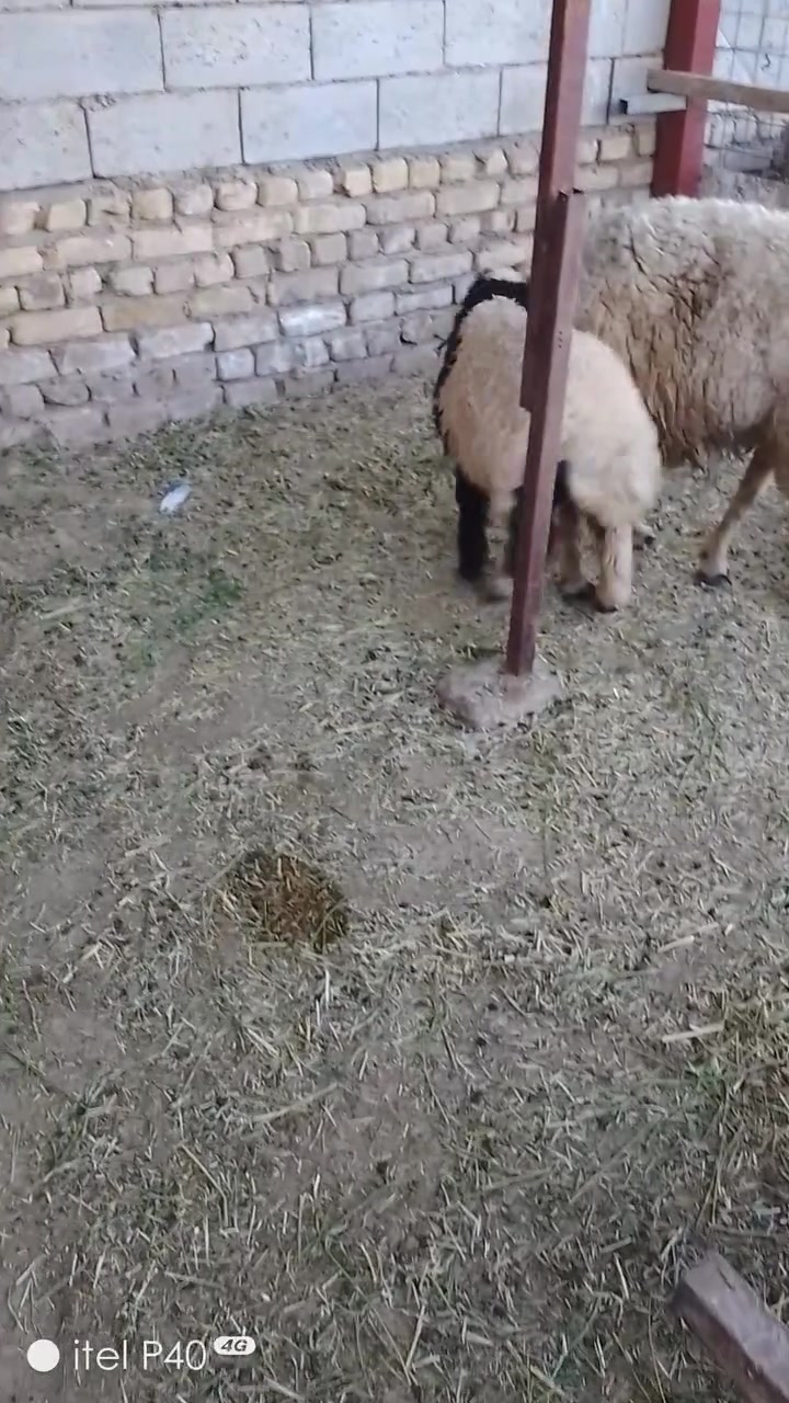 طلي سمين الي عنده نذر 210 الي يدور مناسب ديوانيه
***********
