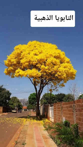 اسعد الله اوقاتكم بكل خير
مع بداية الفصل الشتوي  وافضل وقت لزراعة الاشجار    توفرت جميع شتلات الاشجار 
الاسعار والارتفاع مرفقة اسفل الصورة 
العنوان  بغداد الداوودي شارع هيل وزعفران خلف ثانوية الفضيلة
واتساب ***********
