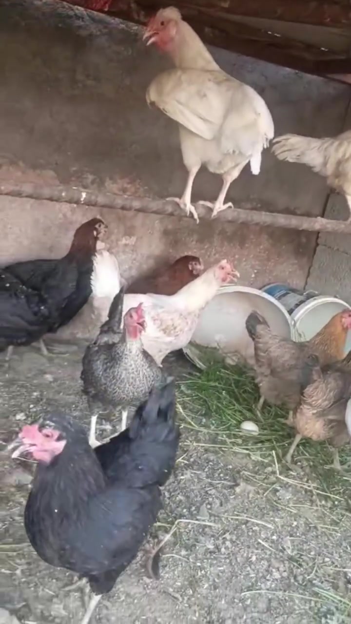 متاح دجاج عرب بياض مكان الانبار عانه يوجد توصيل حسب الاتفاق سعر خاص ***********
