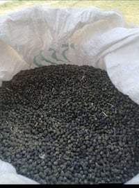 بزر بانيا متعهد بيه اسم البزر سلطانه 07853762736