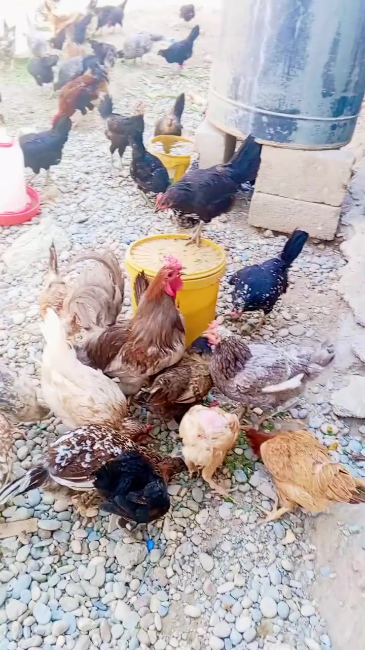متاح دجاج عرب العدد (50) وياها (5)صواصي عمرهن 3اشهر شرط كلهم ملقح قبل اسبوع ملقحين كامل دجاج خير  من الله لامرض ولاشي تجي تشؤفها وبعدين تتعامل كلهم كلهم بياض مال بيت إن شاء الله للبيع شلع مفرد ماكو رجاء 
عنواني حسنكوي للاستفسار ***********
