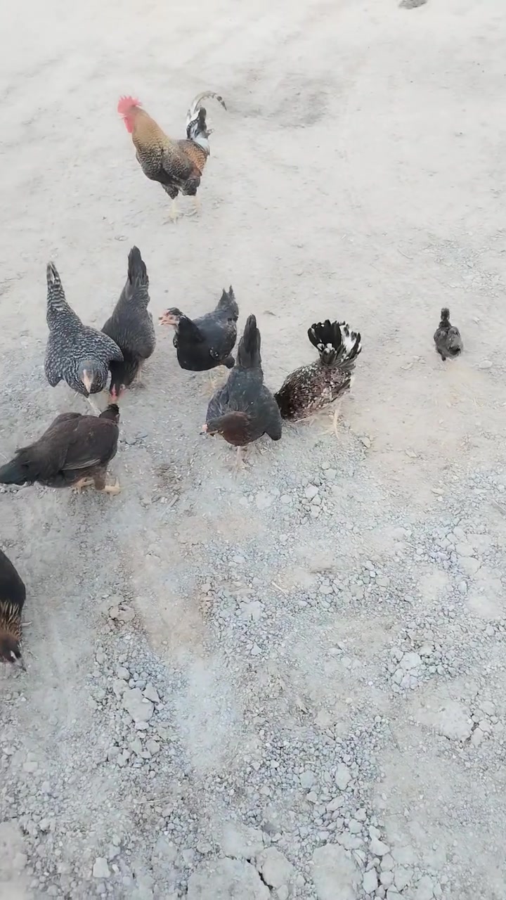 الحلال للبيع كلمن وسعره
1. الكويتيه خط اول عرف افرك وراهه فرخ كويتي

2. نقش الباكله خط اول عرف افرك مكعكله كاركه

3. افراخ عمر 40 يوم نقش الباكله

4. الباقيات ع وجه مبياض واكو اول مبياض الهن بس حاليا ماجاي يبيضن

*********** بي واتساب الشراي يدلل
