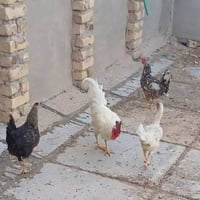 ٣ دجاجات • نعمانيه • صحية