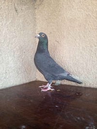 متاح تك فحل زاجل اسود فحم رابطته 2025 فحل مرتب واضح بل تصوير مكاني بغد...