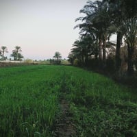 بستان ملك صرف • ٢ دونم • بعقوبة العثمانية