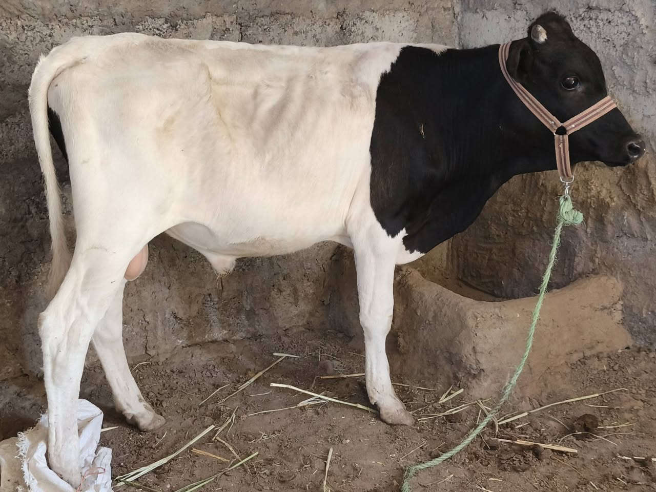 السلام عليكم
حولي جنس رقم واحد خشانه فول الفول موجه عل الربط من بخت الشراي العنوان الشرقاط الساحل الأيسر اسديره طق طق توصيل موجود لاستفسار***********عبدالرزاق الحدي
