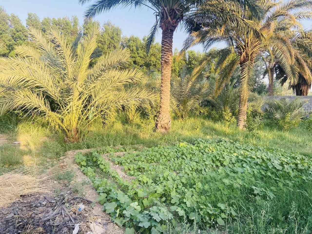 السلام عليكم
دونم للبيع طابو زراعي صرف 2500متر 

يحتوي على دارين ومشتمل وارض مزروعه نخيل واشجار 

الدار الاول بناء حديث قيد الانشاء والتشطيب 

يحتوي على استقبال 8ونص *5 وصاله ومطبخ وغرفتين نوم وصحيات داخليه وخارجيه 

طابوق جمهوري بناء حديث 2026

والدار الثاني يحتوي على استقبال وصاله ومطبخ و3 غرف نوم وصحيات داخليه وخارجيه وكراج وحديقه 

المشتمل يحتوي على استقبال وصاله ومطبخ وغرفه وصحيات 

العنوان / النعمانيه / قرب سيطرة الالبان القديمه 

يبعد 75 متر عن الشارع العام 

للاستفسار التواصل على الخاص او الاتصال على الرقم 

***********
