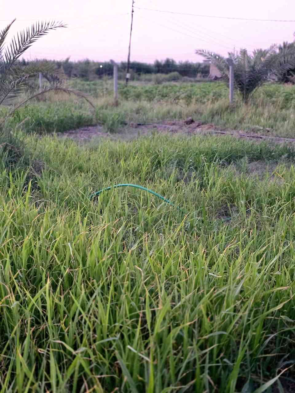 أرض زراعيه مساحتها ( دونم ونص)  ( ٣٧٠٠ )م للبيع  يوجد فيها نخيل 
تتوفر فيها كافه الخدمات
المكان / منطقه البوصالح    للاستفسار الاتصال على الرقم
***********
