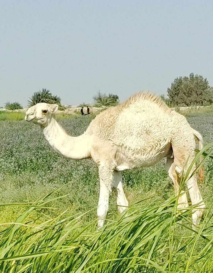 حيران العدد ٢ ***********
