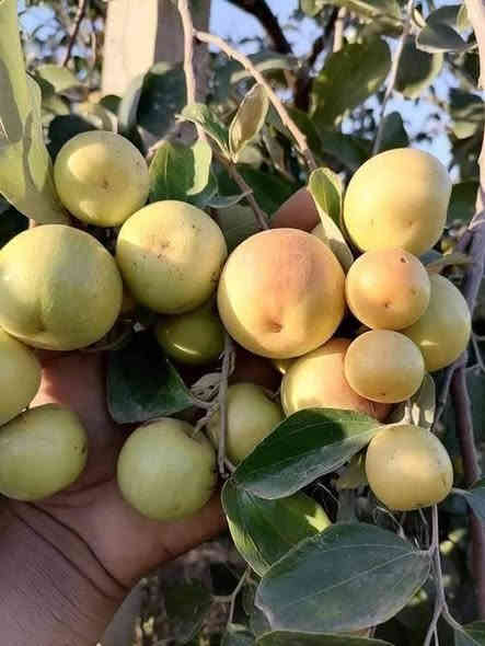 سدر (نبك) تفاحي 🍏 ....
#حاليا كله مقدح وحامل للثمر

#جااهز__للغرس    ...  #النبك التفااحي  
ارتفاع الشتلة  2 متر   
السعر     ١٦ الف         
تنشر زراعتة بالمناطق  الحااره و يمتاااز   بغزااره   الثماار
و بثماره الكبيرة.      ...

عنوان تقاطع سبعه نيسان 
مشتل المصطفى 
***********
