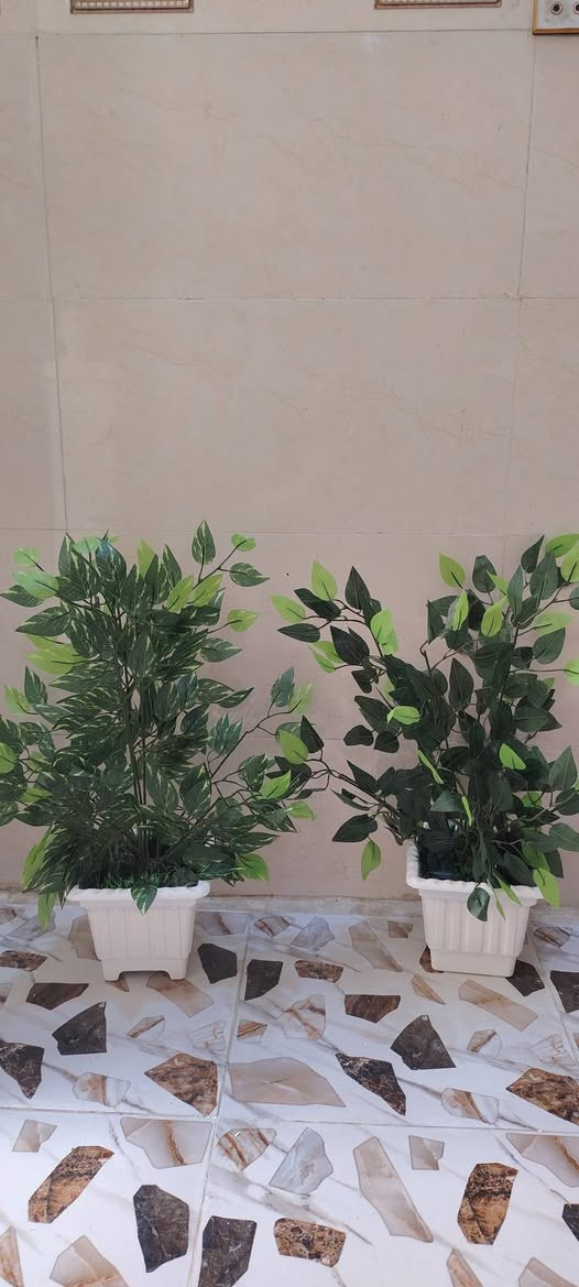 أشجار خضار وسنادين ورد بأشكال جميله وقياسات مختلفه جمله ومفرد للطلب راسل البيج او الاتصال ب الرقم *********** واتساب نفس الرقم
