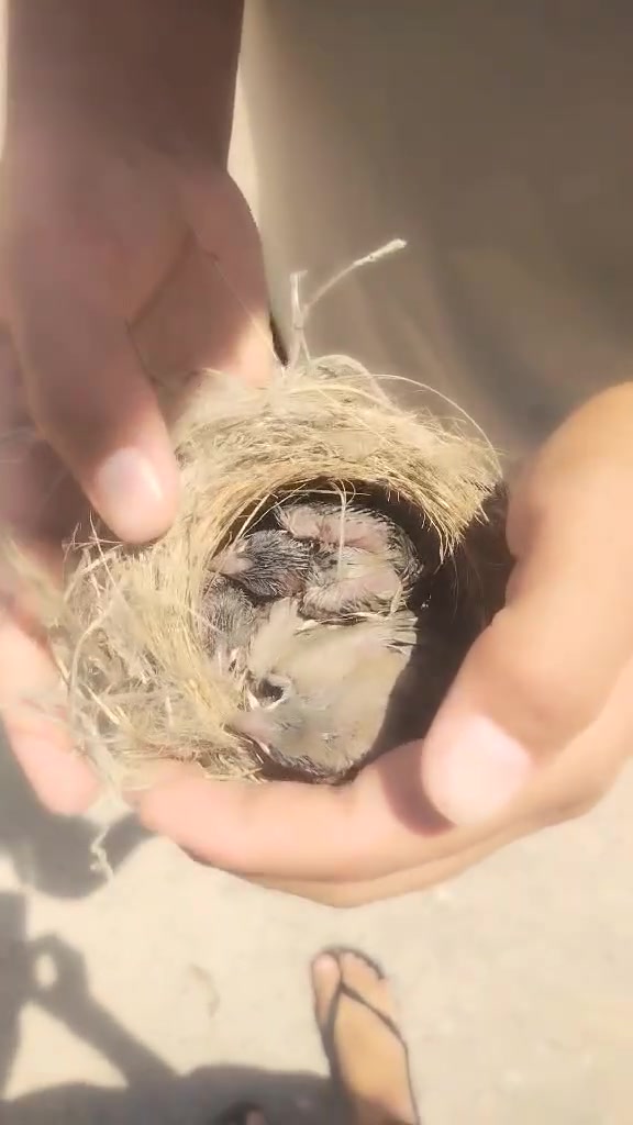 السلام عليكم متوفر بلابل تمر


**إذا كنت صاحب هذا الإعلان وتريد حذفه لأي سبب، رجاءا أرسل رسالة إلى الدعم الفني**