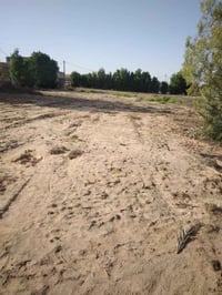 ١٢٥٠م • طابو زراعي • ديوانيه دغاره