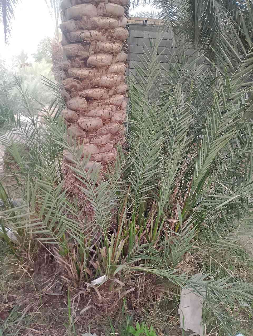 افراخ استعمران وخضراوي للبيع عدد تقريبا  100 مكاني سوق الشيوخ ***********
