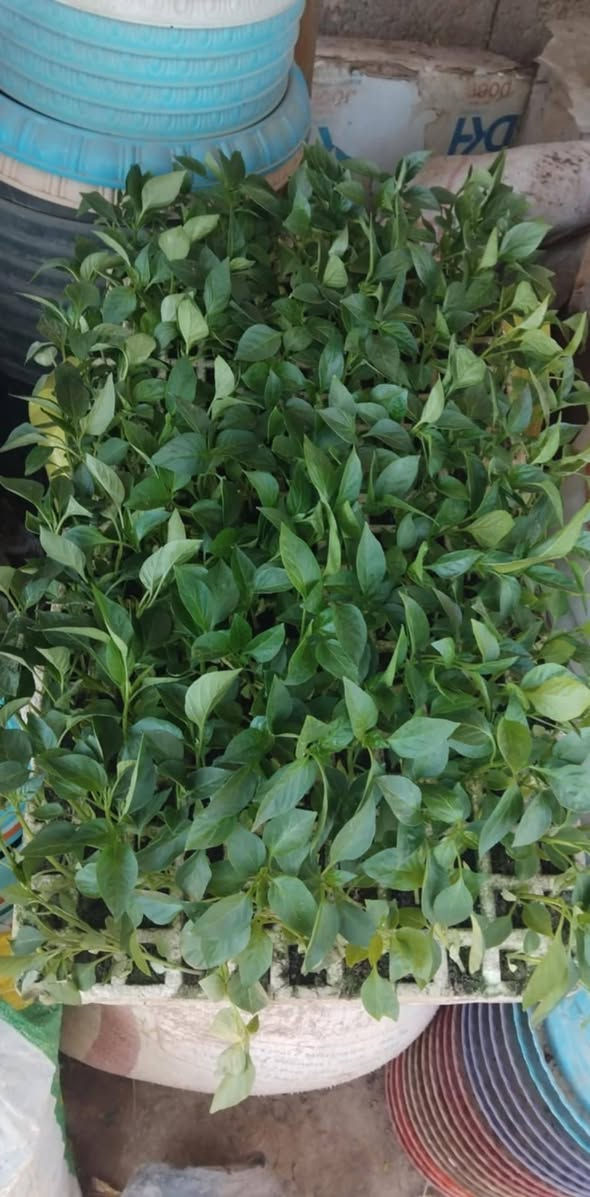 متوفر لدينا وحياكم الله


**إذا كنت صاحب هذا الإعلان وتريد حذفه لأي سبب، رجاءا أرسل رسالة إلى الدعم الفني**