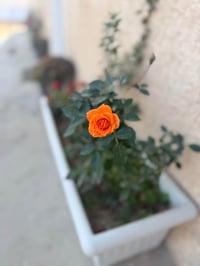 حي القصور • ٢٠٠م • سند٢٥