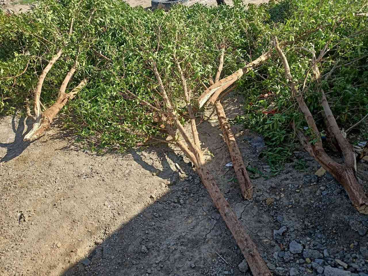 سلام عليكم خشب للبيع
***********
