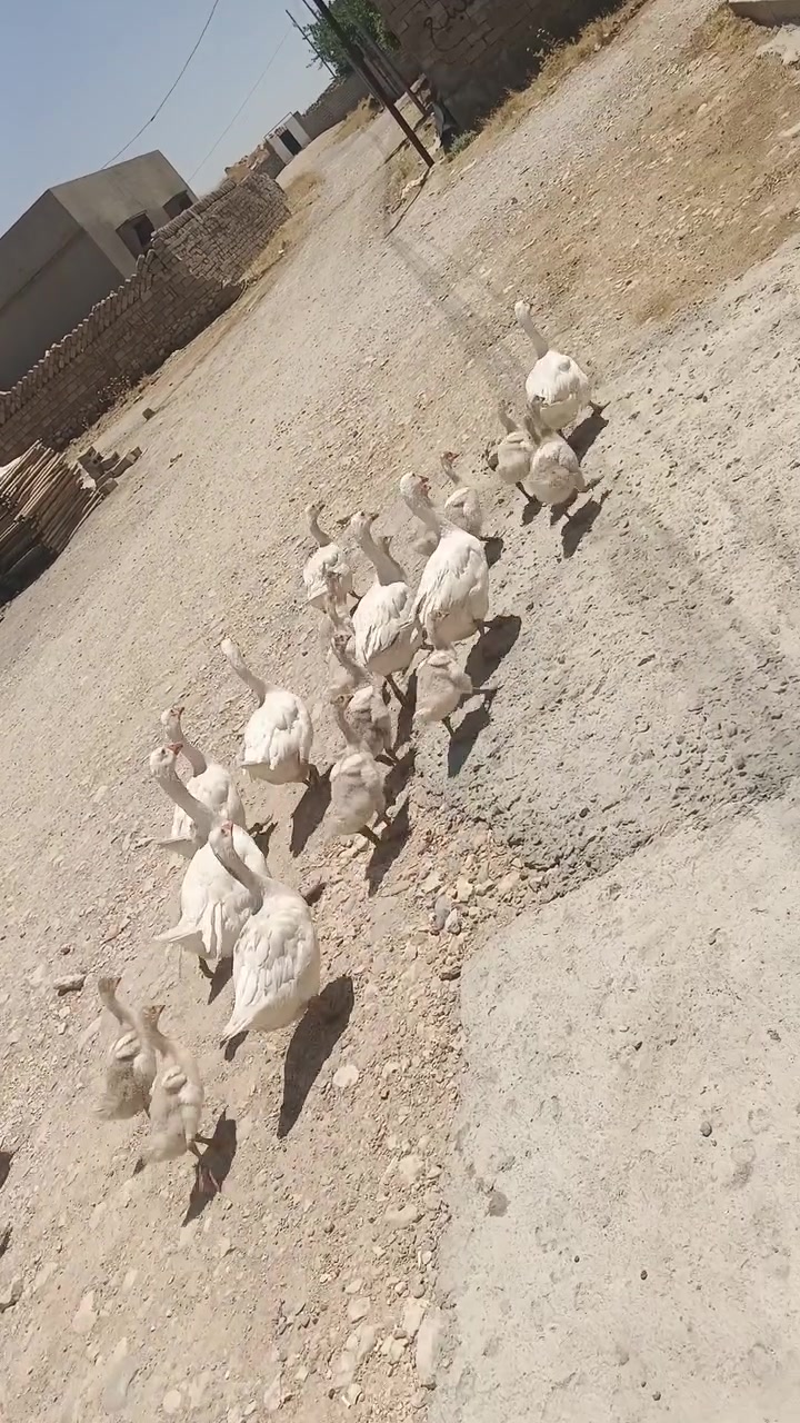 للبيع
قازات جنس أبيض خشن أصلي 
عدد 8 قازات مع 14 صوصي شرط من بيضهم نفسهم يطلع ابيض 
رقم الهاتف /// ***********

