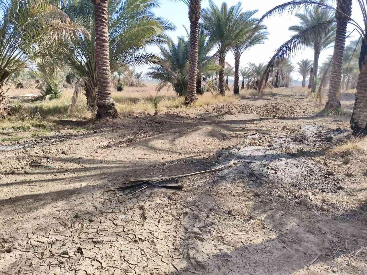 مكلف بالنشر 
گاع دونمين ونص بستان مع بيت بلوك سند 25 
العنوان مقابيل
 حسينيه الزلازلة على طريق الحولي.الجديد  
رقم صاحب البيت ***********
