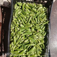 بانيا ناعمه • مال اليوم • توصيل الشاميه