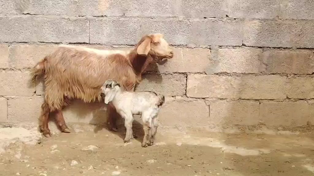 عنز ام ثالث وراهة صخلة حلوة مال جنية الشراي يتصل على ‏‪***********‬‏ السعر 280وبي مجال
