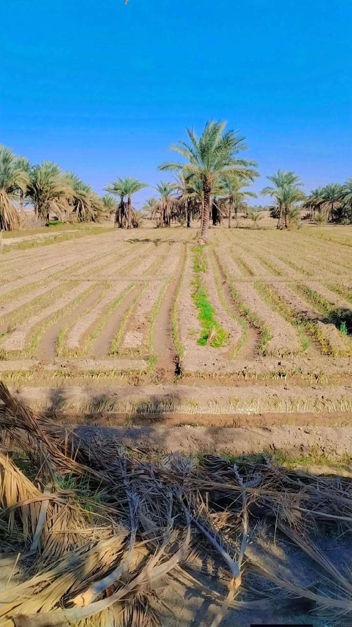 دوانم للبيع طابو صرف بسمي مكان راقي
تبليط كهرباء ماء سقي ماء اساله كله متوفر بل ارض 

الموقع خلف جامعه بابل نزلت الامام بكر ابن علي قرب مقام نبي الله ابراهيم الخليل الموقع الثاني قرب تقاطع شريفه عله بزل حجي علي طريق عوفي يبعد عن التبليط 250متر مكان راقي وسكني مدارس ابتدائية ومتوسطة  واعداديه خدمات كماله 

***********ابو محمد
