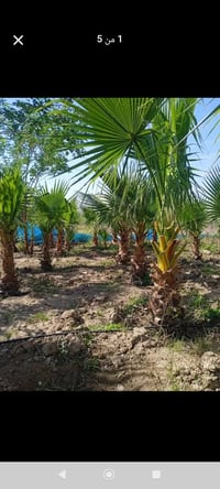 نخلة واشنطنيا • حديقة • أربيل