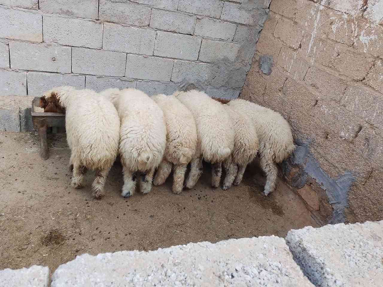 السلام عليكم
متاح (6) خرفان (4) فطايم وطليان (2) مثل ما واضحات گدامكم خشنات وحلوات يرهمن ذبايح ويرهمن ربط للي يدور يربطهن شرط النصاح علئ كل عيب المكان القائم الكرابله حي الزيتون تواصل اتصال ( *********** بيه واتساب
(ملاحظه التوصيل داخل قضاء القائم فقط)
