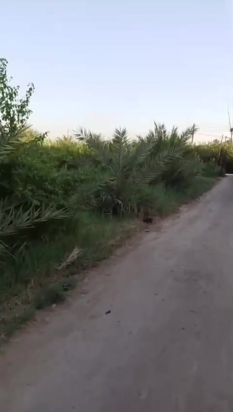 سلام عليكم ورحمه الله وبركاته 2دونم و3 بيوت  وكافت الخدمات متوفره العنوان تقاطع النهروان قرب جامع وحسينيه أمام الصادق ع  الاستفسار اتصل وبيك خير ودلل ***********
