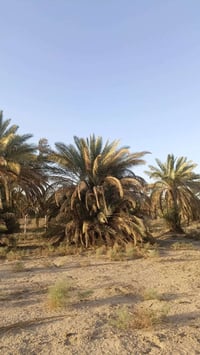 بستان • ٢ دونم • خلف جامع زبيد