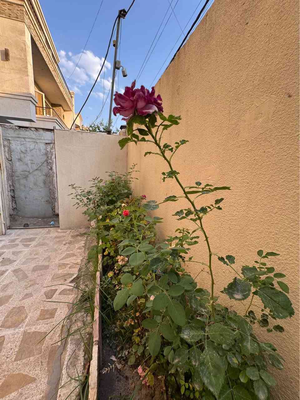 خانو بۆ فرۆشتن لە گەرەکی رووناکی 150متر 
منزل للبيع في منطقة روناكي 150متر 
*********** أربيل, العراق

