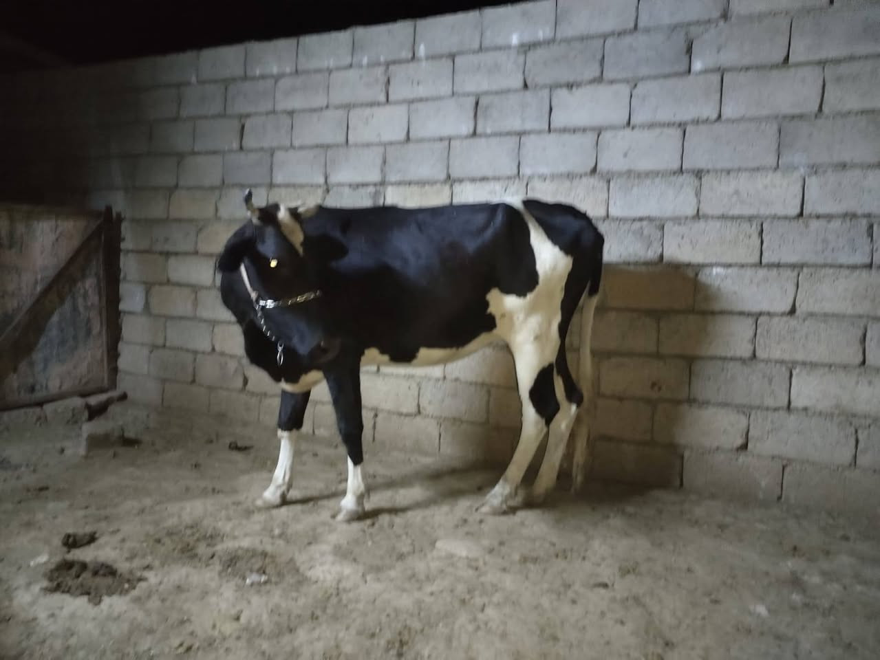 بگره اعشار أربعة أشهر ونص ثالث بطن ***********؛***********
