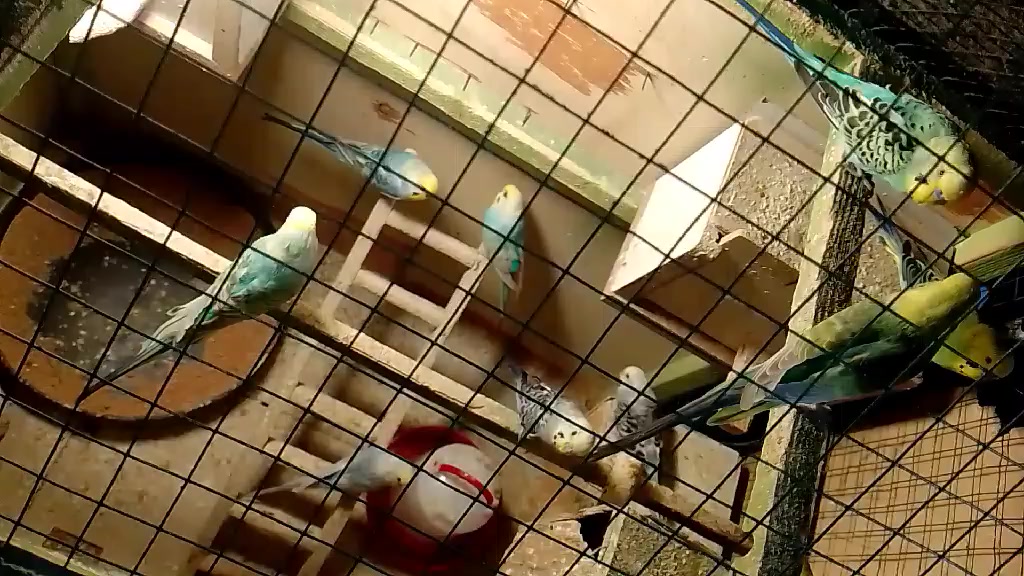 للبيع طيور حب تراكيب ريمبو وبيهن ٣ اوبلاين ٦ أزواج مزاويج وعدهن افراخ وبيهن امبيضات وتك واحد يعني ١٣ واحد ابيع شلع هنه وقفصهن سعرهن ١٢٠ الف تفاصيل أكثر خاص مكاني جلولاء


**إذا كنت صاحب هذا الإعلان وتريد حذفه لأي سبب، رجاءا أرسل رسالة إلى الدعم الفني**