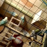 طيور حب • تراكيب ريمبو • ٦ أزواج