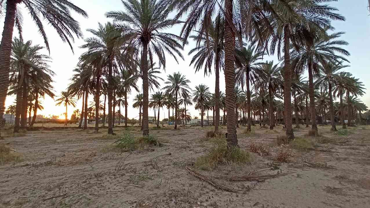 بستان ملك صرف للبيع
السلام عليكم 
من رخصة الأدمن المحترم
دوانم متجاورة مربعة بواجهة ٥٠ م ركن من بستان طابو زراعي سند ٢٥
# ملك صرف يعني الدولة ما الها متر بالبستان
جيرانك كلها حدائق واستراحات
تتوفر كافة الخدمات ماء اسالة وكهرباء وانارة
عرض الشارع ٩ متر
تصلح للسكن او حديقة او مشروع 
للعلم الدوانم اخر قطع موجودة من ١٠ دوانم
شرط يفتح بيان بالتحويل مباشرة بعد الشراء وتستلم سند باسمك
اسعار مختلفة مناسبة وارخص عن كل القطع المجاورة وحسب موقع الدونم
الموقع منطقة الشاعورة
الشارع السياحي قضاء الزوراء 
تفاصيل اكثر والموقع
واتساب ***********
اتصال ***********
