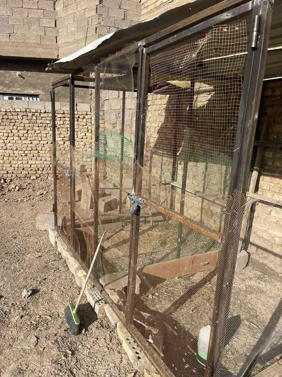 سلام عليكم متاح قفص الطول 3متر والارتفاع 2متر والنزال 2متر /وياه سكف  جينكو عدد ثنين كل وحده طوله 2متر ونص  كما موضح بل فيديو /سعره 190وبيه مجال بسيط /اي ستفسار مراسله اصفحه إو التصال/على رقم /***********
