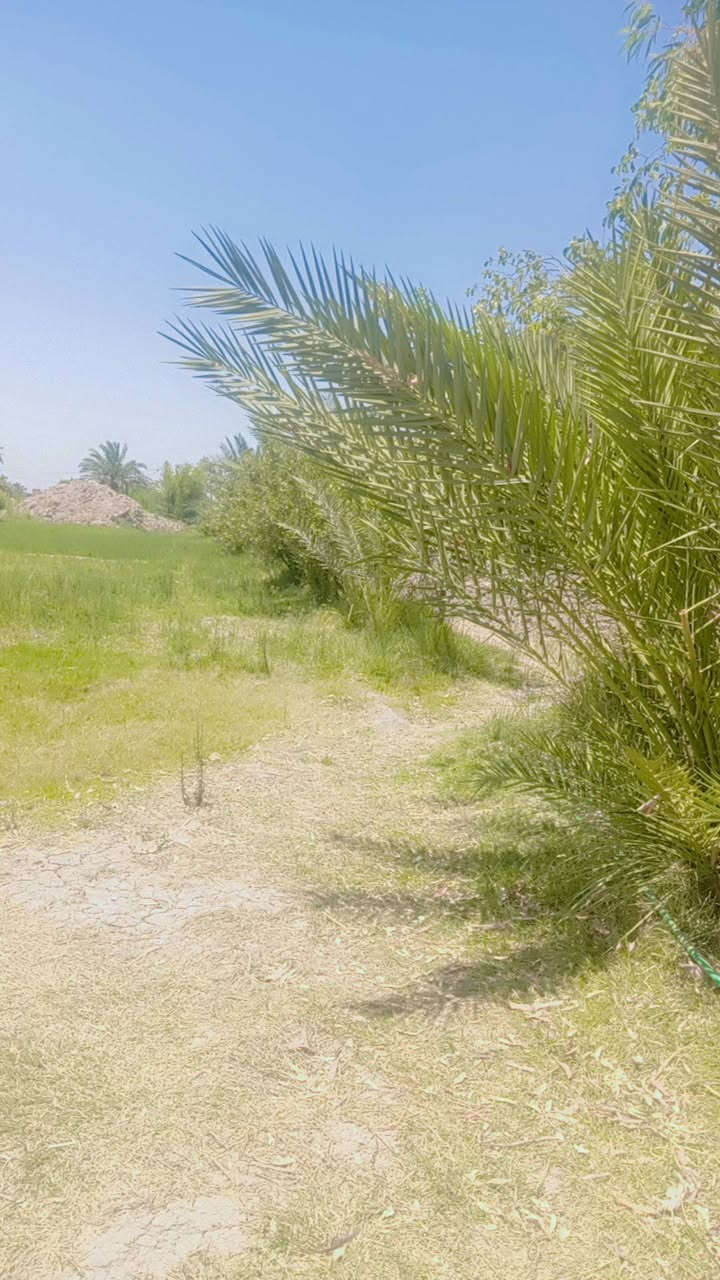 ارض زراعيه 4دونم متوفر ماء سقي وماء اساله كهرباء ثري فيكس ثلث خطوط تحتوي ع أصناف نخل ممتازه أكثر من 60نخله ارض مخدومه وتحتوي عله بيتين و محصار قريبه عل سبيس قطاع ثالث قرب ارض الحاج جليل مجيد
***********
