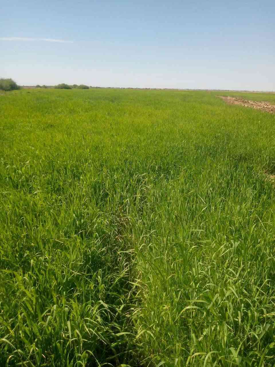 سلام عليكم زرع شعير وحنطه للبيع كاع واسعه فوك30دونم مكان ميسان طريق ميمونه
اني مكلف بل نشر 
***********
