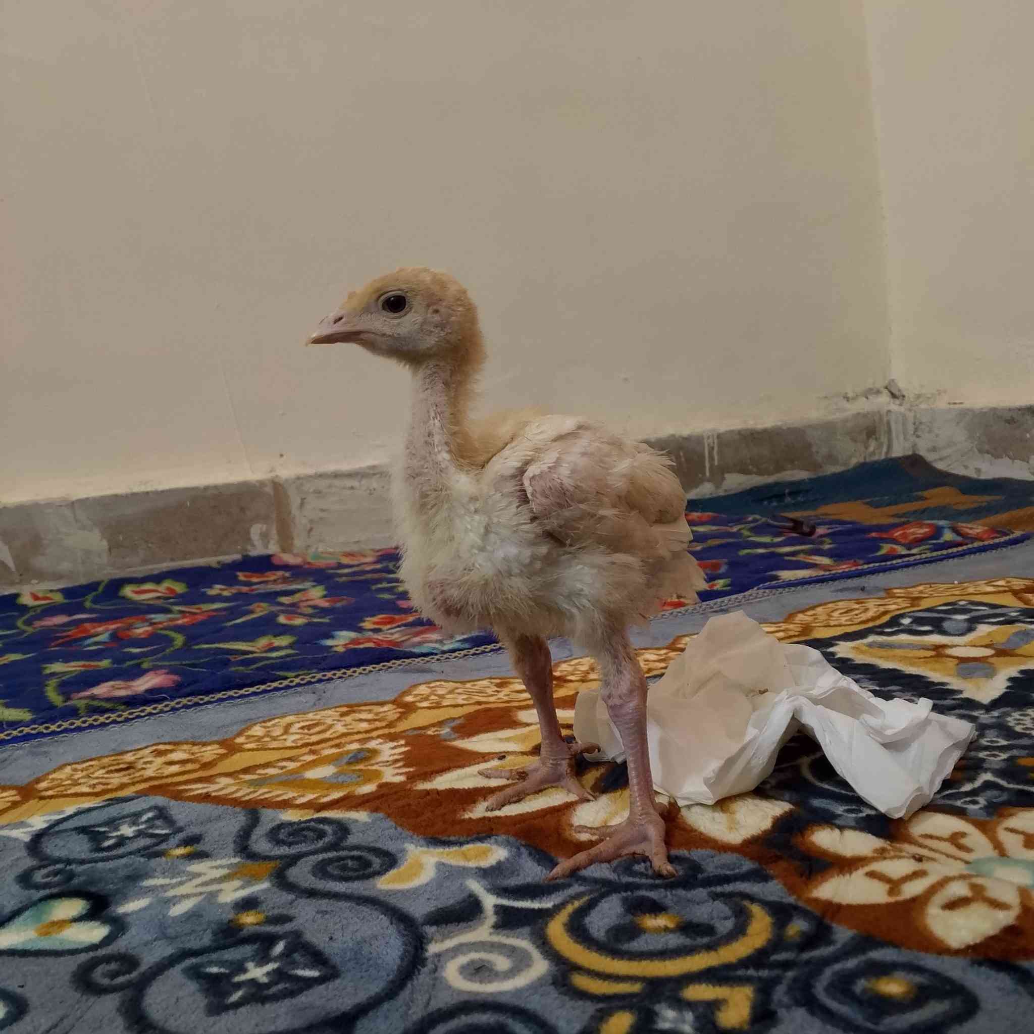 عرض خاص 🔥 الفسيفس العملاق.    كمية محدوده
ولفتره محدوده فقط يوم الاحد 

اليريد ياكل فسيفس  برمضان ويكون جاهز للأكل وللبيع  
لحگ قبل نفاذ الكمية 

يتوفر لدنيا افراخ فسيفس الكندي الأصلي الأبيض 
العمر شهر شرط يوصل وزنه 35 كيلو وخالي من الأمراض طير شرط النشاط جاهز للربط و التربية المنزليه 
ماخذ كورس فيتامينات+لقاحات 
جاهز من كلشي 

سعر الزوج 25000  قفل كمية قليله عندي 

التواصل على الرقم 
‏‪***********‬‏
يوجد واتساب
