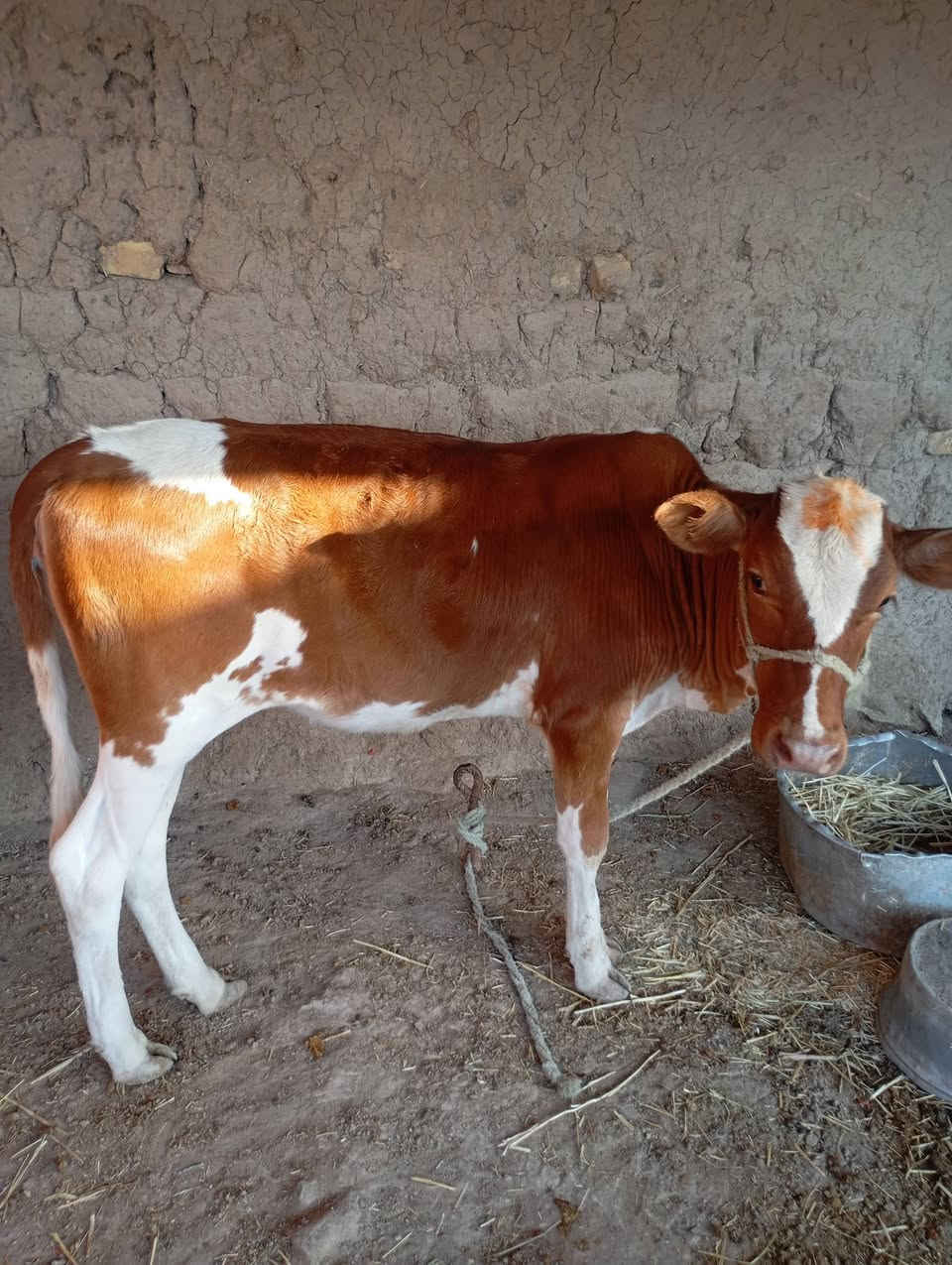 سلام عليكم هايشه ام ثاني بطن  للبيع وراهة نثيه حلوه وخشنه الشراي يتصل او خاص ***********
