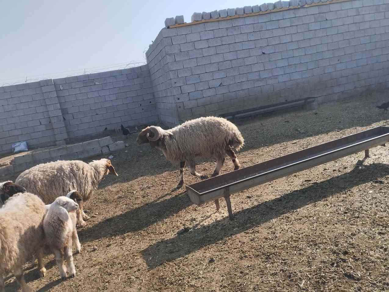 فحل للبيع الاتصال ب***********
