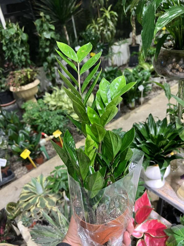 المجموعة الثانية من النباتات الداخلية السعرها مناسب   
نباتات ظلية هولندية حجم وسط بسعر بين ٧ و ١٠❤️‍🔥🪴

⭕️ الاسم والسعر جوه الصورة

🚕 يوجد خدمة توصيل

📍القادسية - خلف معارض السيارات - قرب قبر السيد مقابل مجمع الفردوس السكني .

https://maps.app.goo.gl/mc3xA4vRY7kNsCQK7?g_st=com.google.maps.preview.copy

#عروض #تكريت #توصيل #الديوم #القادسية #مشاتل #العراق #ظلي #نباتات #ورود #هدية


**إذا كنت صاحب هذا الإعلان وتريد حذفه لأي سبب، رجاءا أرسل رسالة إلى الدعم الفني**