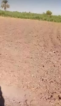 دلي عباس شروين • ٢٢ دونم • حافة نهر ديالى